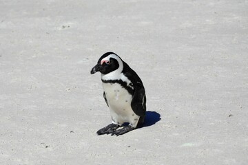Obraz premium African Penguin on Sunlit Coastal Sand. Endangered Species in Native Southern African Habitat