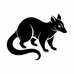 Fototapeta premium Opossum animal isolated on white background