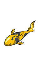 koi fish carp vector 