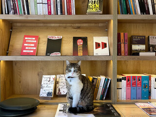 a cat on the bookshelf.  © Ebru