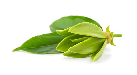 Ylang-ylang, Flower, Bud, Close-up of a Fresh Green Ylang-Ylang Flower Bud with Leaves
