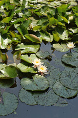 Beautiful Pond with Water Lilies and Green Leaves in Tranquil Setting. Peaceful pond scene with blooming white water lilies surrounded by green leafy pads in sunlight.