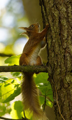 Red squirrel on a tree