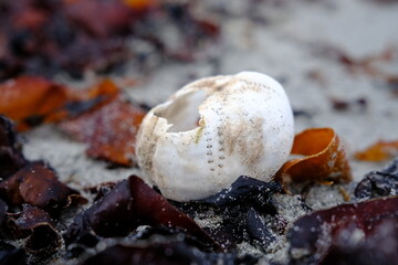 Sea urchin shell on the beach