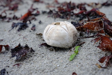 Sea urchin shell on the beach