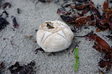 Sea urchin shell on the beach
