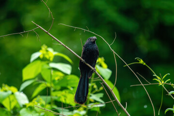 Living in its natural habitat in the equator, groove billed