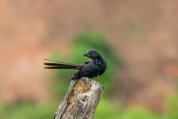 Living in its natural habitat in the equator, groove billed