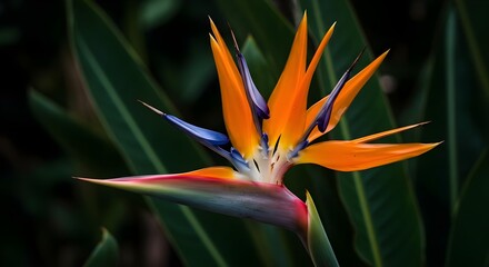 Bird of paradise flower, Strelitzia, Strelitzia reginae, Bird of Paradise Flower Close-Up