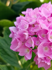 Close-up of soft pink hydrangea petals in full bloom. Delicate texture and subtle color gradients...