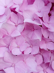 Close-up of soft pink hydrangea petals in full bloom. Delicate texture and subtle color gradients...