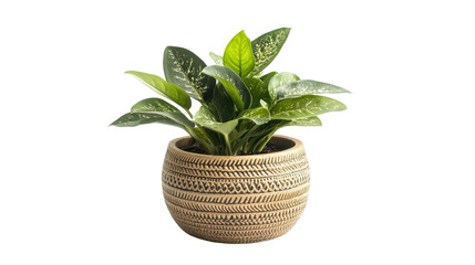 Small indoor plant in decorative pot Transparent background, PNG file
