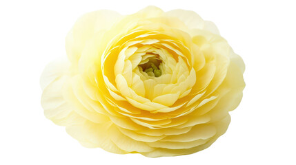 Soft yellow buttercup flower Transparent background, PNG file