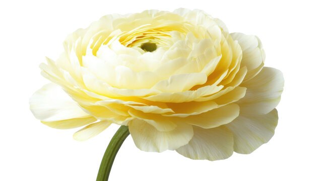 Soft yellow buttercup flower Transparent background, PNG file