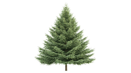Spruce tree with symmetrical shape, Transparent background, PNG file