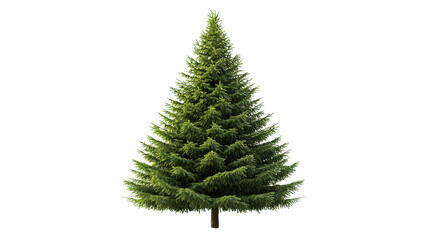 Spruce tree with symmetrical shape, Transparent background, PNG file