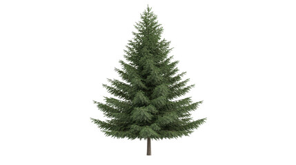 Spruce tree with symmetrical shape, Transparent background, PNG file