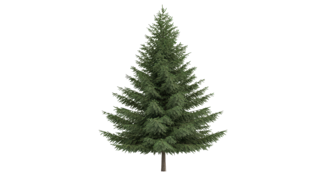 Spruce tree with symmetrical shape, Transparent background, PNG file