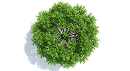 Green tree top view illustration