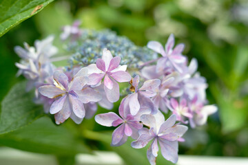 Hydrangea (Hydrangea serrata var. yesoensis) portrait, green blurred background, bokeh, 