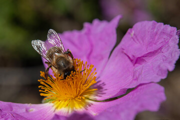 A bee isolated on the pink rock rose flower. bee on purple flower. Apis mellifera. Tacir Village,...
