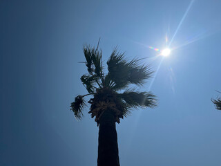 palm tree.
