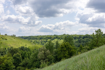 Fototapeta premium Summer landscape in the green field