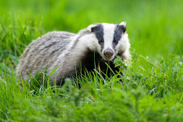 European badger close-up portrait in the forest