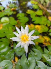 white water lily