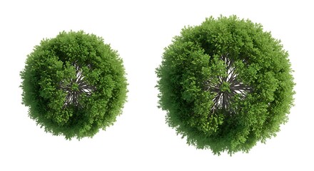 Two trees top view illustration