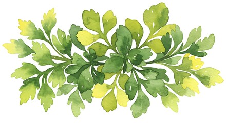 Watercolor herb illustration