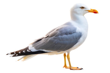 gull bird