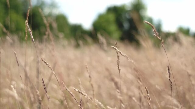 Peaceful footage of wild grasses gently swaying in the wind on a sunny day. The scene features green and yellow tones, with soft natural movement and a glimpse of the sky. 