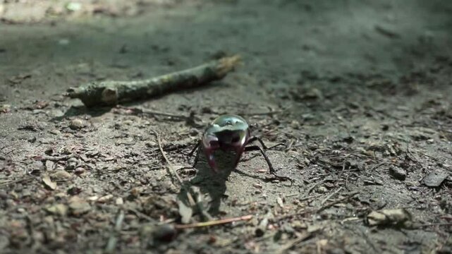 Macro footage of a male stag beetle (Lucanus cervus) walking across dry forest floor. The beetle&rsquo;s large mandibles are clearly visible, with natural light casting shadows on the textured ground.