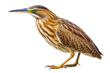 blue heron isolated on white