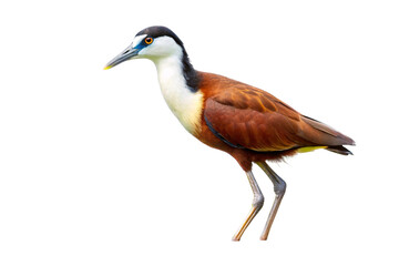 Obraz premium black crowned night heron