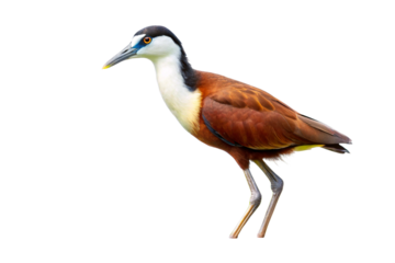 black crowned night heron