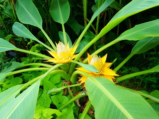 Musella lasiocarpa, commonly known as Chinese dwarf banana, golden lotus banana or Chinese yellow banana. Ensete lasiocarpum (Franch.) Cheesman 