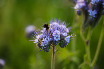 thistle blossom with bee, nature background