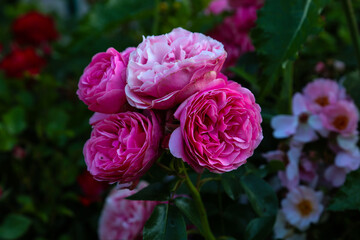 pink roses with wooden background (rosa spp.)