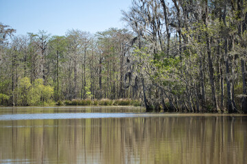 Moss-draped trees line the swamp’s edge, their reflections shimmering in the still, glassy water. Soft light filters through, casting a serene, timeless mood.
