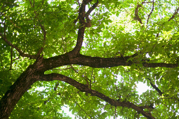 Thick branches of a tree crossed by the sun's rays in summer