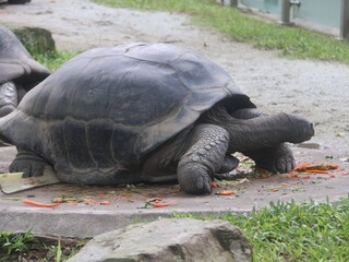 turtle in the grass