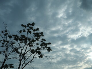 tree and sky