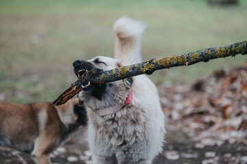 Two lively dogs are seen in a scenic outdoor setting playing energetically with a tree branch, showcasing their active and spirited behavior on a soft, natural landscape.