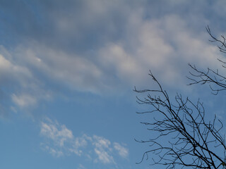 Obraz premium Minimalist photo of leafless tree branches silhouetted against a partly cloudy sky. Peaceful and atmospheric nature scene