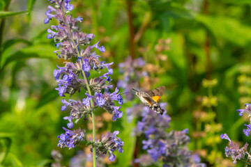Hummingbird hawk-moth (Macroglossum stellatarum) hovering near lavender flowers, feeding on nectar with its long proboscis in a sunlit summer garden