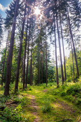 narrow gravel path winding through forest. trees in lush green foliage. synevyr national park in summer. sun on the sky