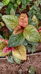 red and green leaves