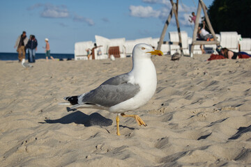 Möwe am Sandstrand bei sonnigem Wetter